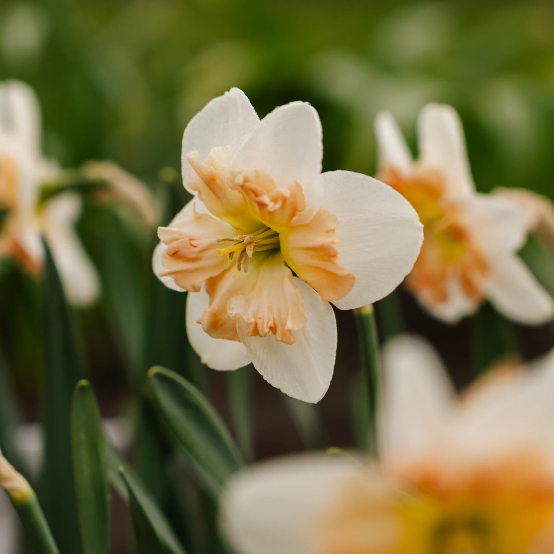 Narsissi, Narcissus 'Apple Pie'