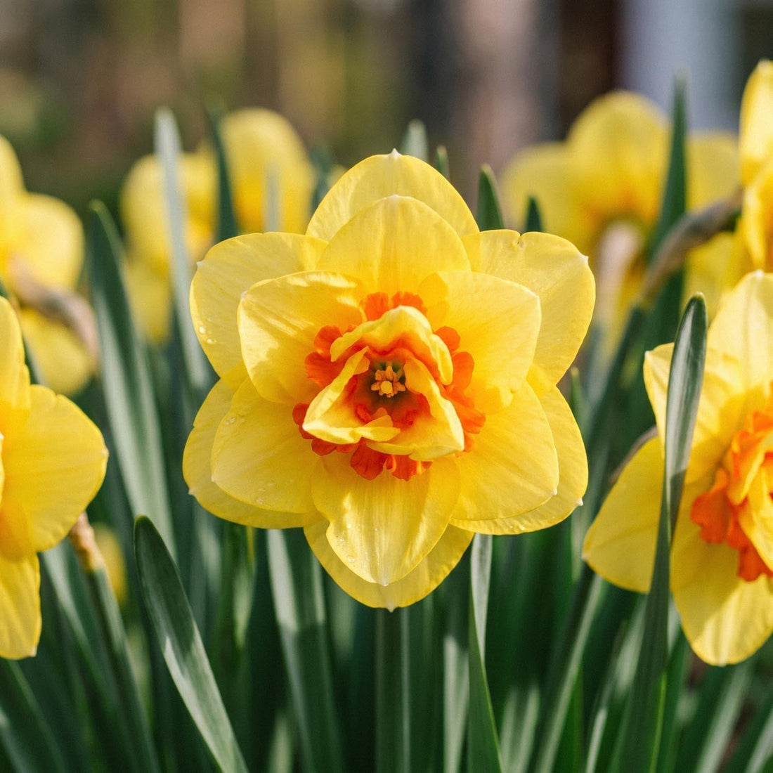 Narsissi, Narcissus 'Ascot'