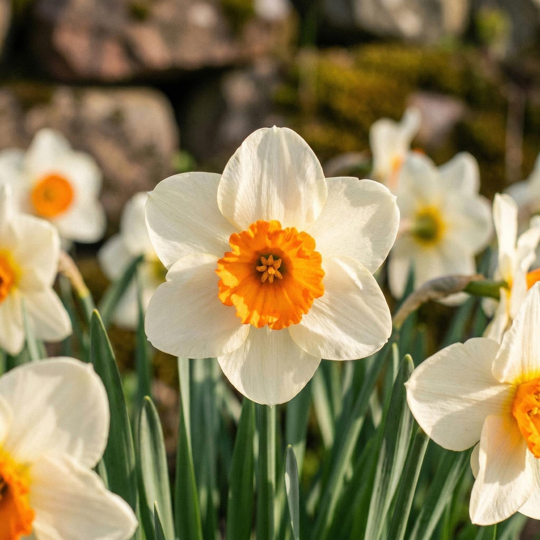 Narsissi, Narcissus 'Barrett Browning'