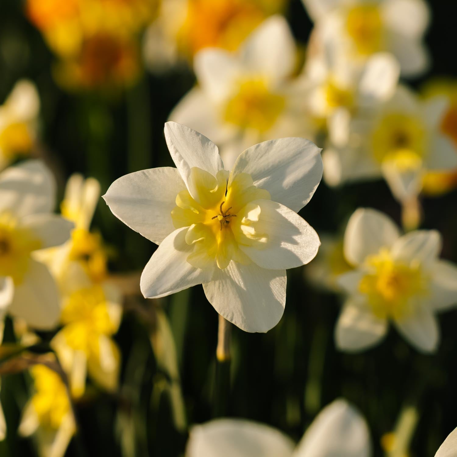 Narsissi, Narcissus 'Bella Estrella'