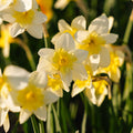 Narsissi, Narcissus 'Bella Estrella'