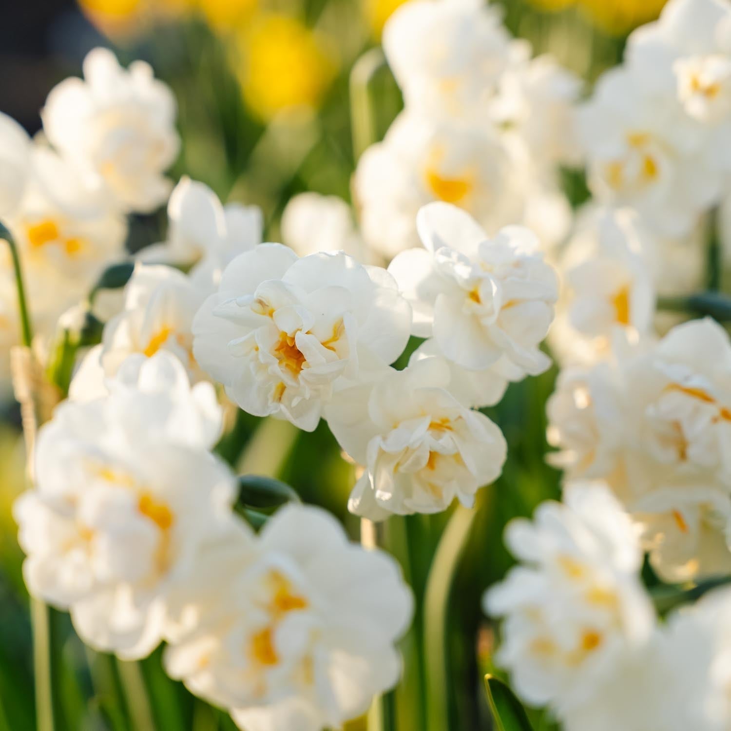 Narsissi, Narcissus 'Bridal Crown'