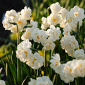 Narsissi, Narcissus 'Bridal Crown'