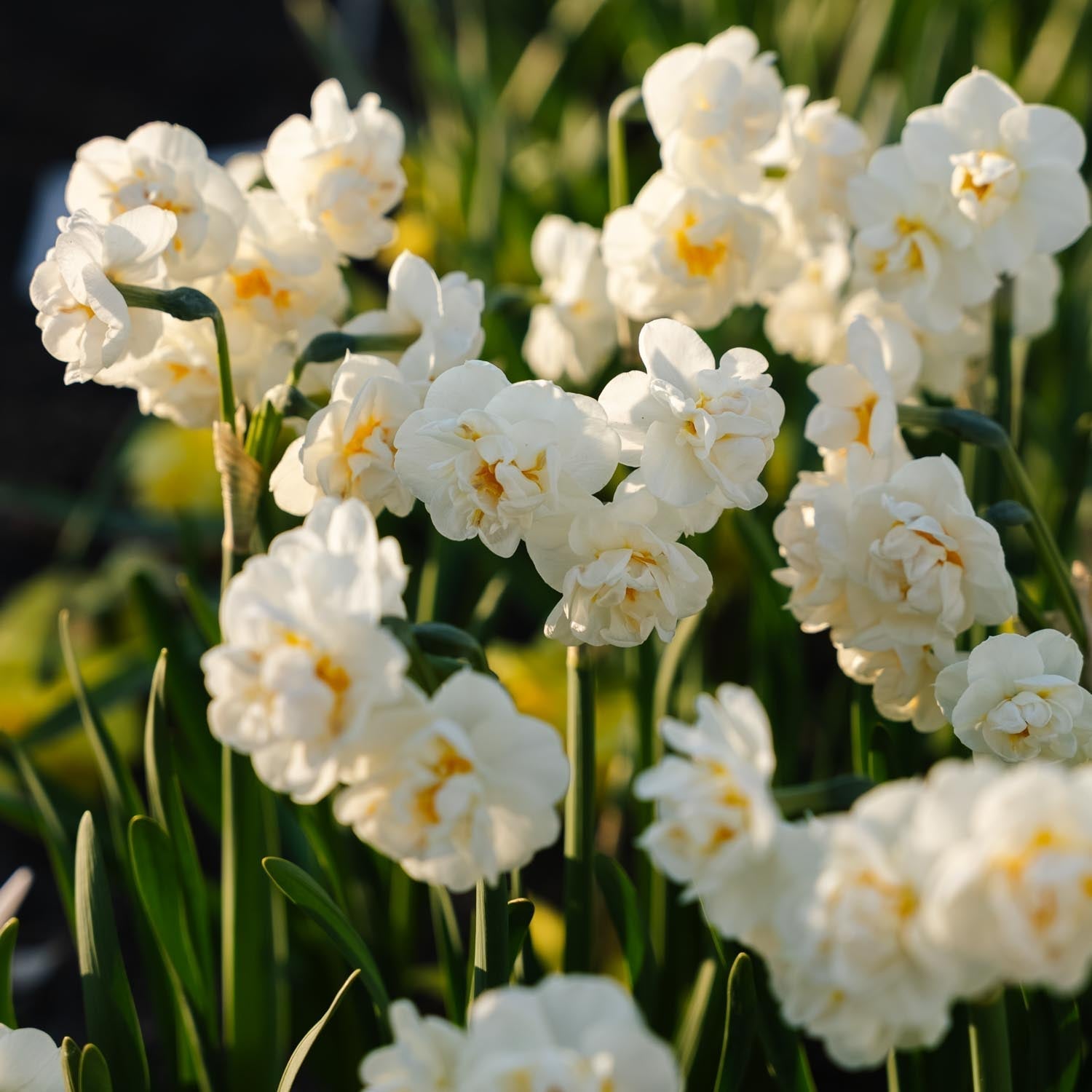 Narsissi, Narcissus 'Bridal Crown'