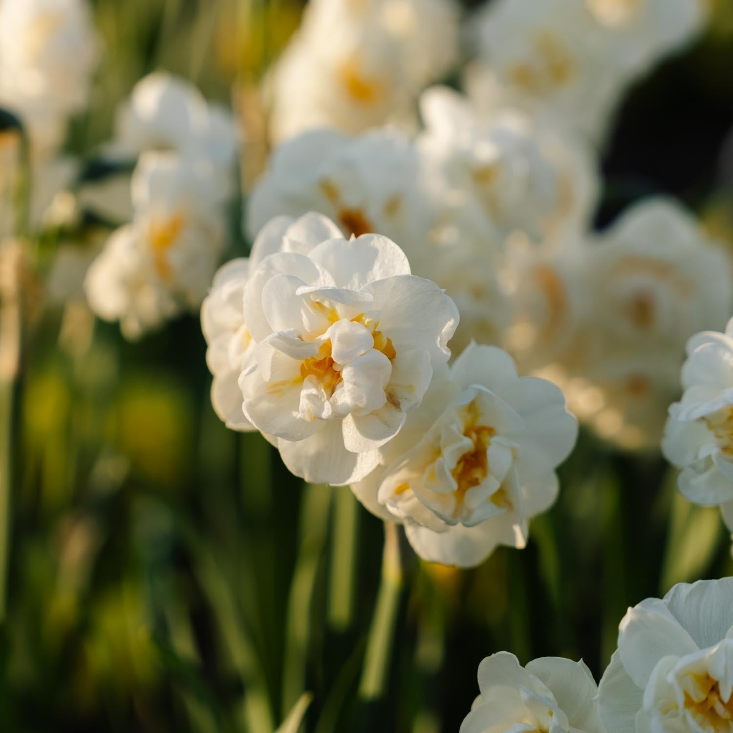 Narsissi, Narcissus 'Bridal Crown'