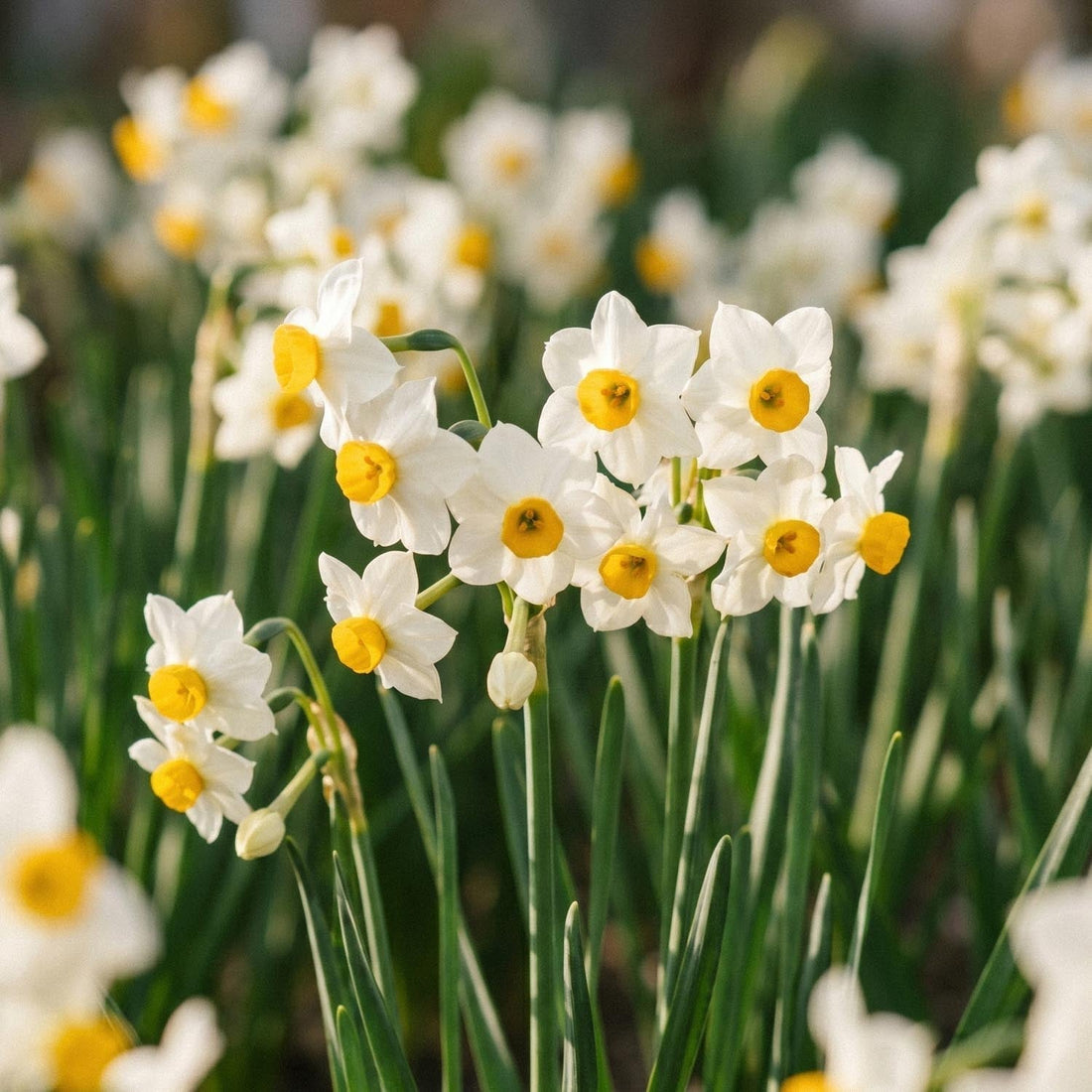 Narsissi, Narcissus 'Canaliculatus'