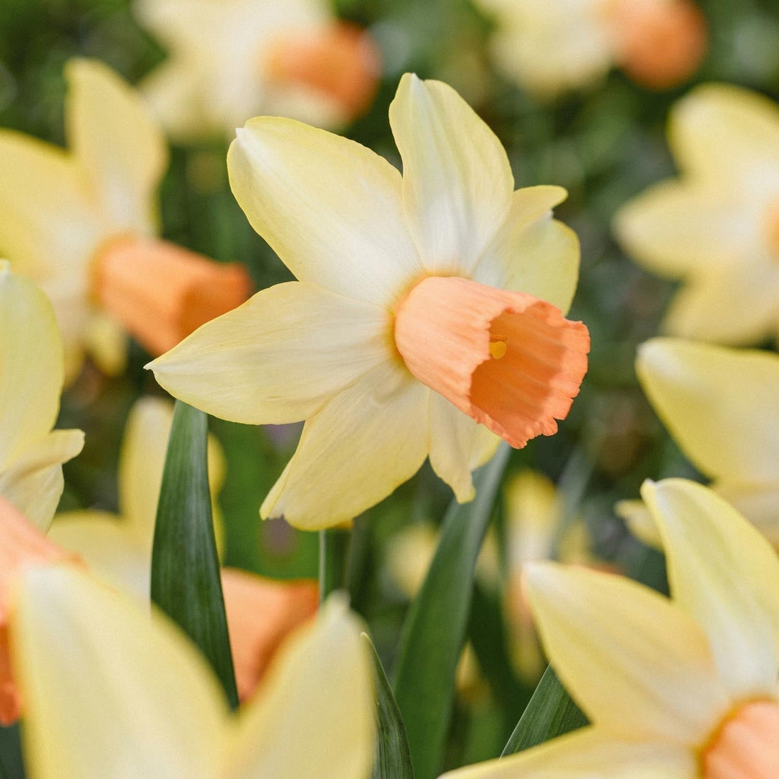 Narsissi, Narcissus 'Carice'