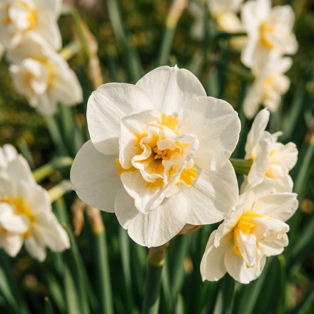 Narsissi, Narcissus 'Cheerfulness'