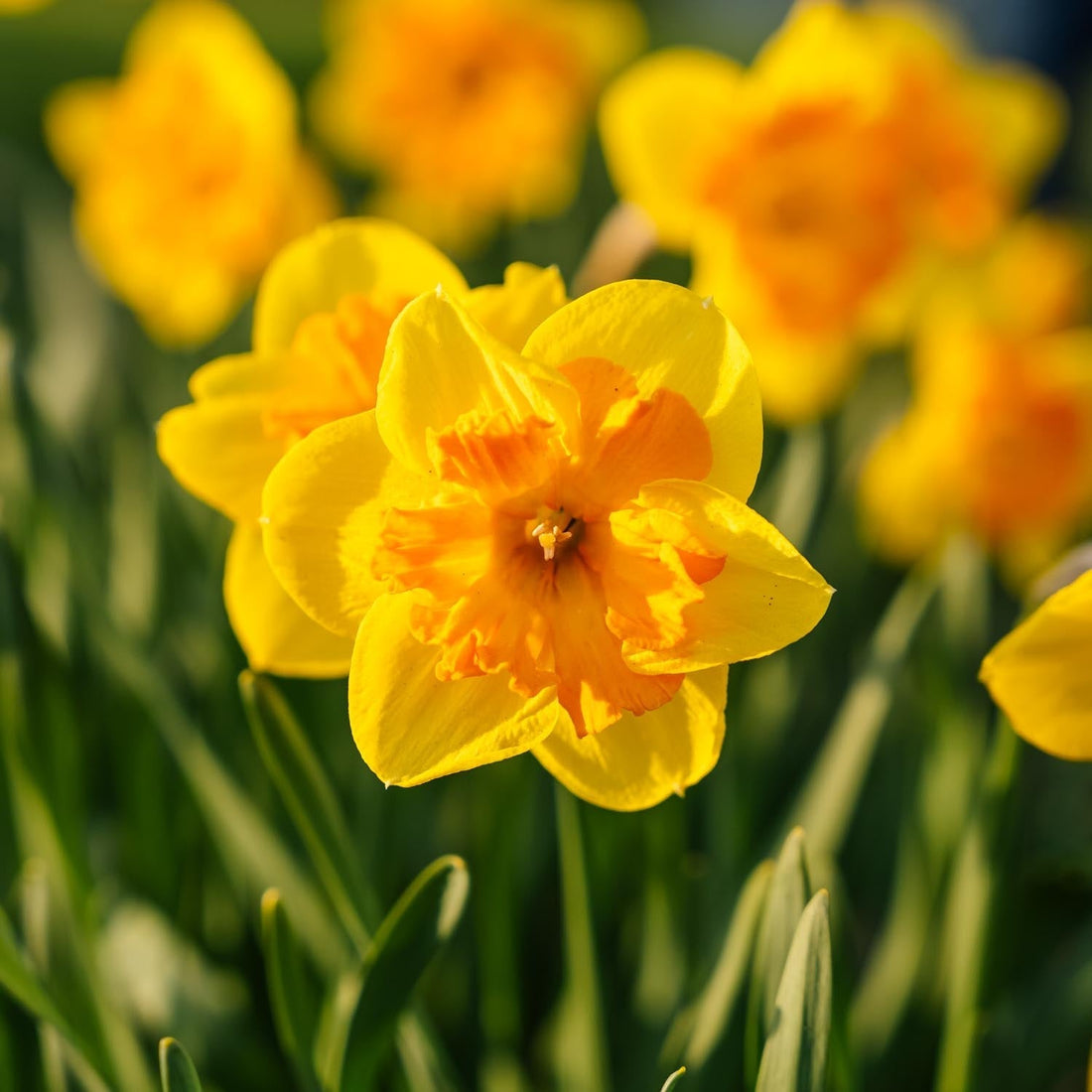 Narsissi, Narcissus 'Congress'