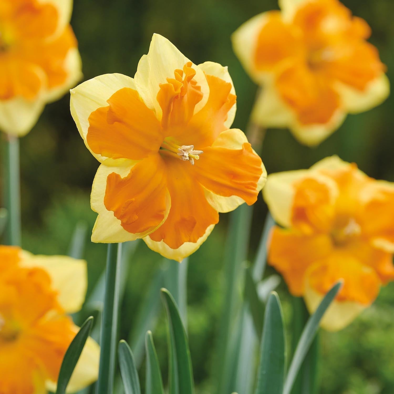 Narsissi, Narcissus 'Congress'