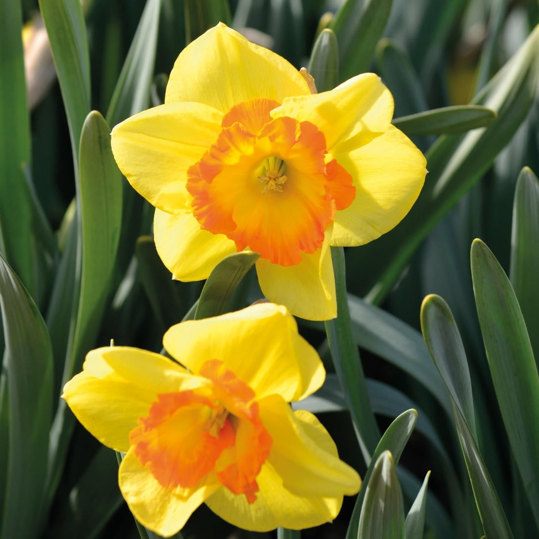 Narsissi, Narcissus 'Delibes'