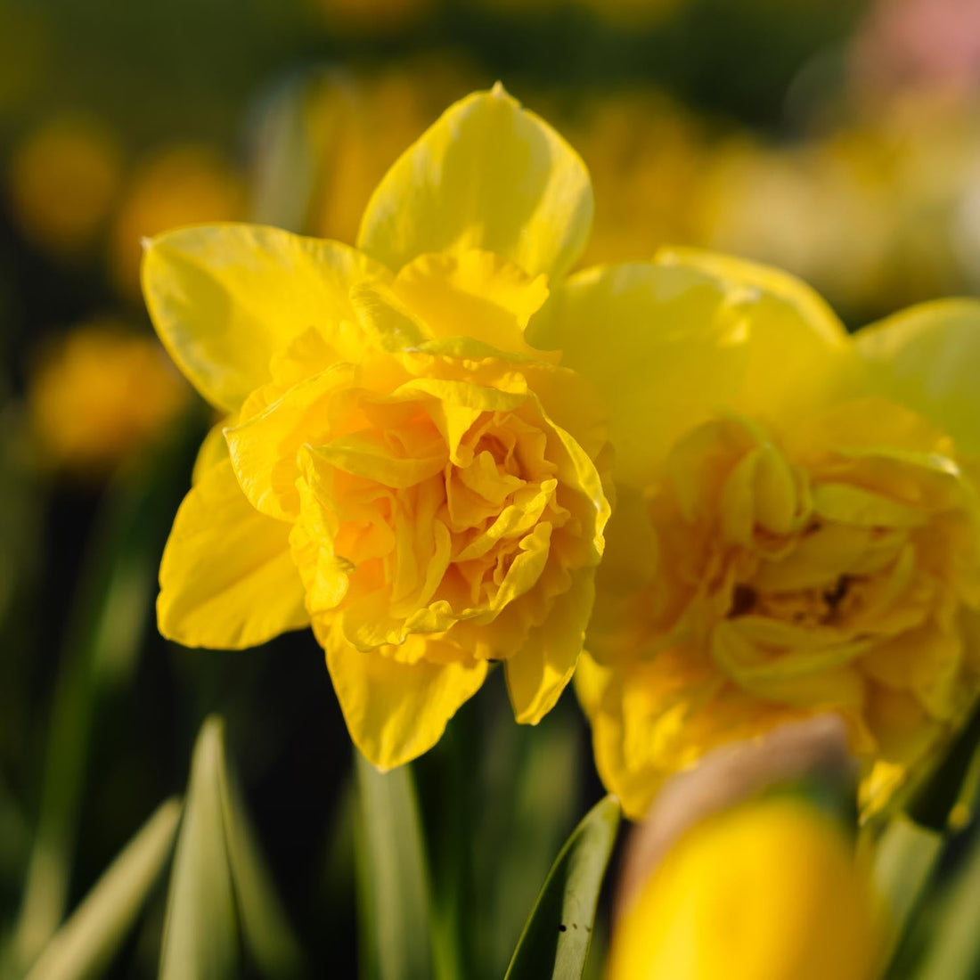 Narsissi, Narcissus 'Dick Wilden'