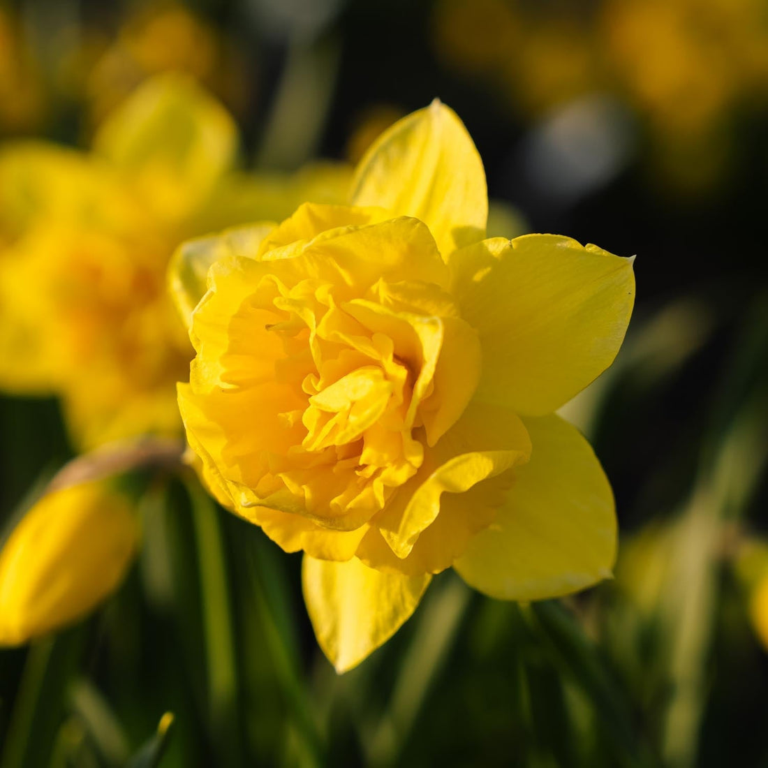 Narsissi, Narcissus 'Dick Wilden'