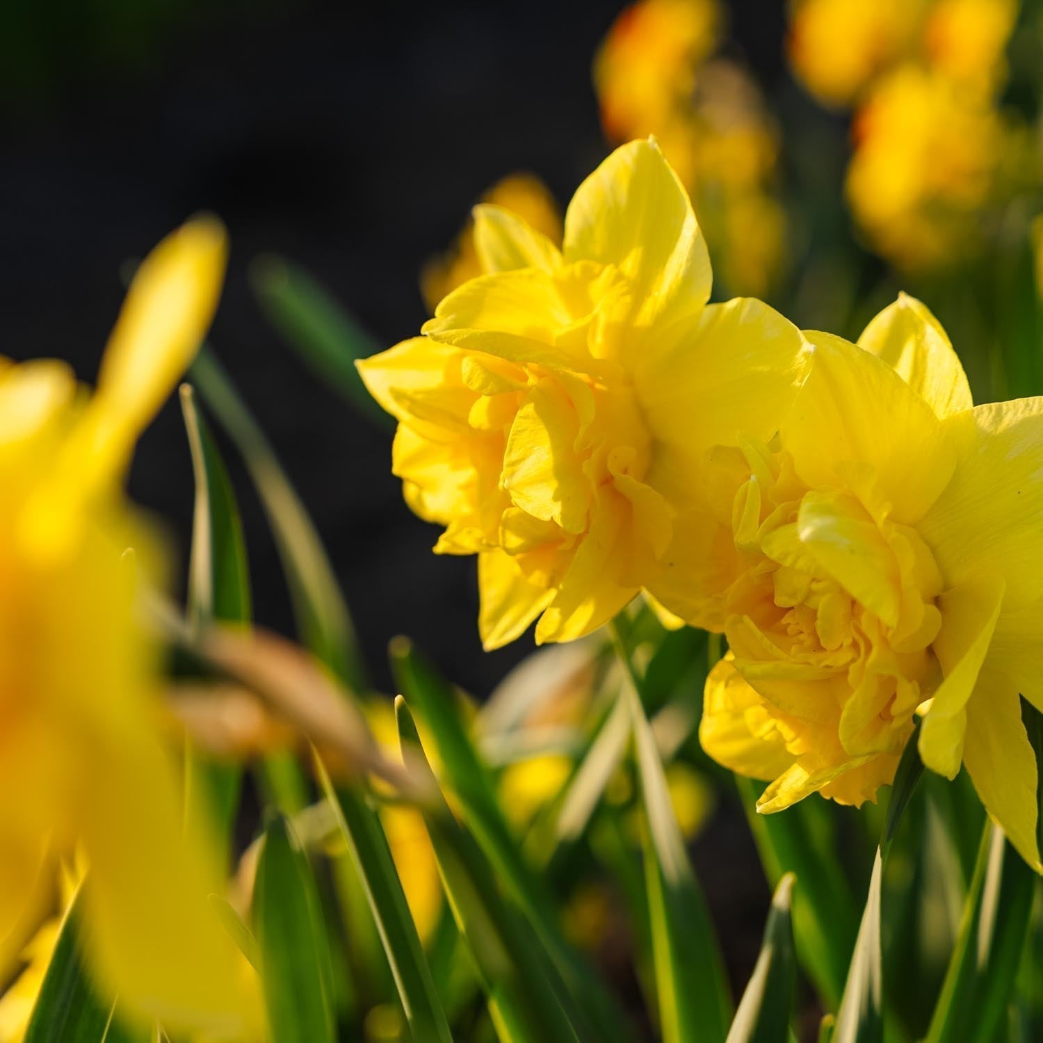 Narsissi, Narcissus 'Dick Wilden'