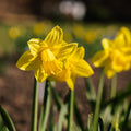 Narsissi, Narcissus 'Dutch Master'