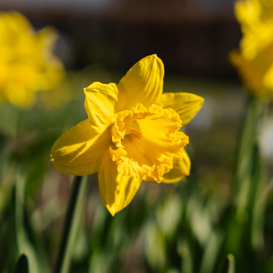 Narsissi, Narcissus 'Dutch Master'