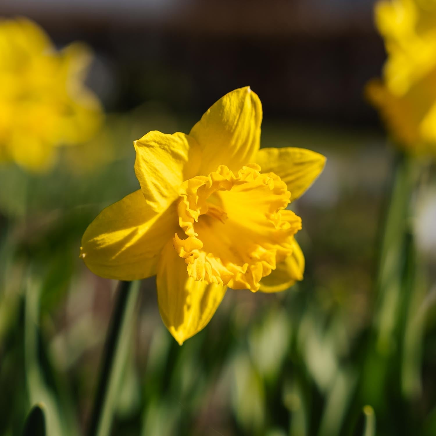 Narsissi, Narcissus 'Dutch Master'