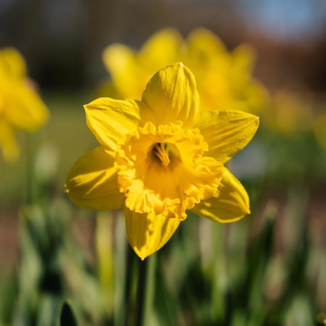 Narsissi, Narcissus 'Dutch Master'