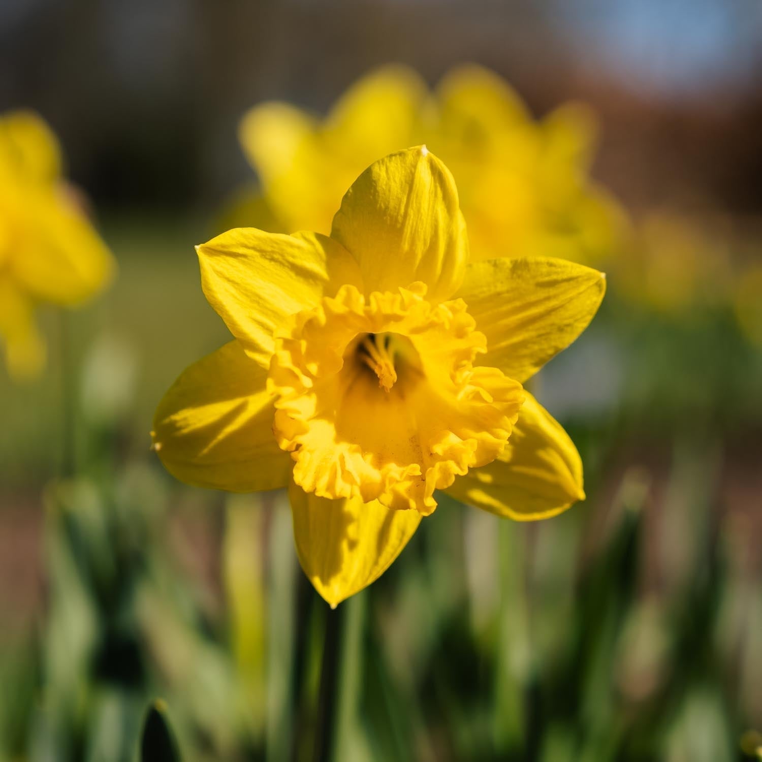 Narsissi, Narcissus 'Dutch Master'