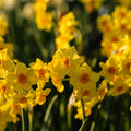 Narsissi, Narcissus 'Falconet'