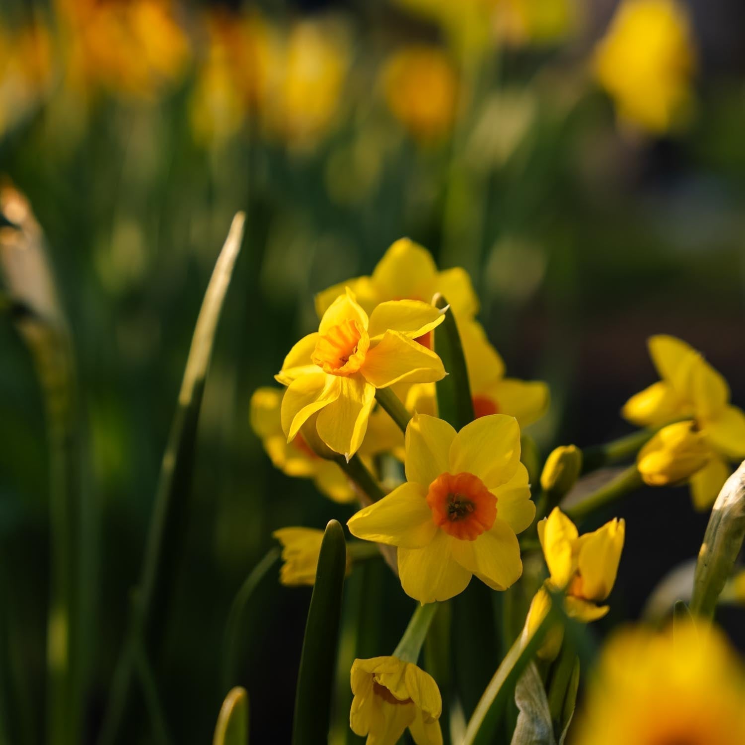 Narsissi, Narcissus 'Falconet'