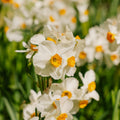 Narsissi, Narcissus 'Geranium'