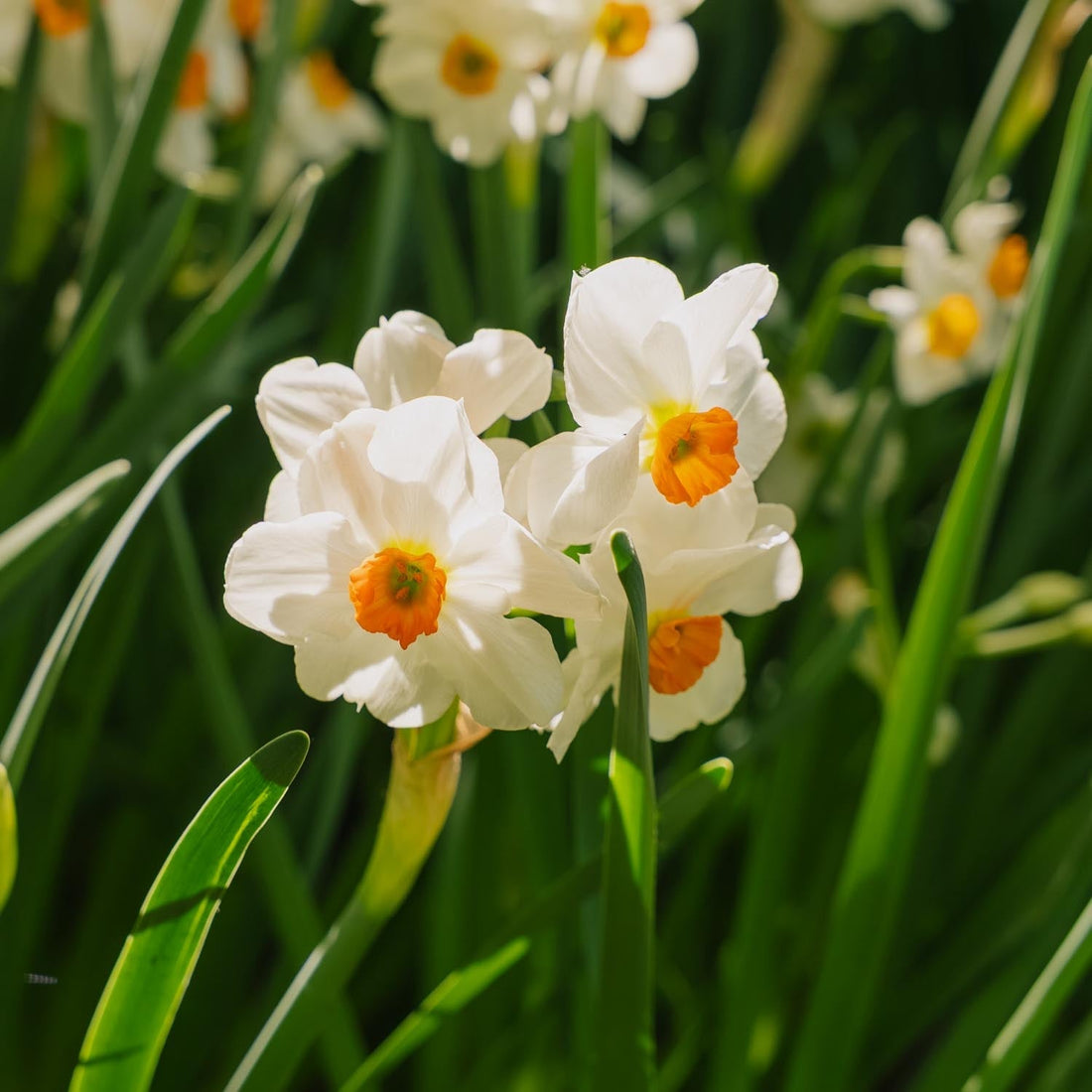 Narsissi, Narcissus 'Geranium'