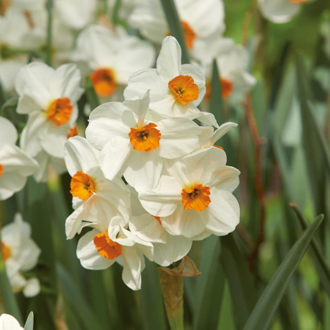 Narsissi, Narcissus 'Geranium'
