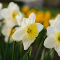 Narsissi, Narcissus 'Ice Follies'