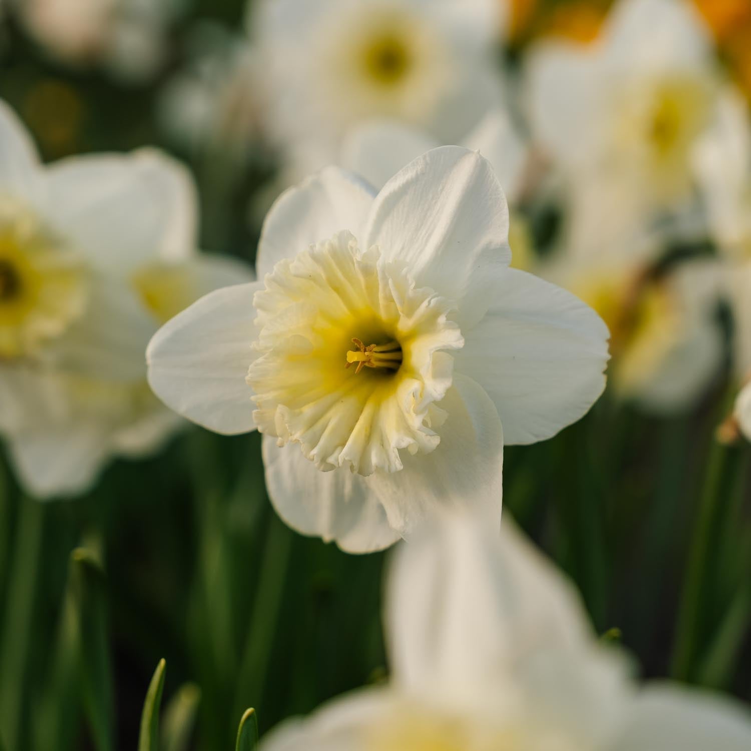 Narsissi, Narcissus 'Ice Follies'