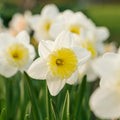 Narsissi, Narcissus 'Ice Follies'