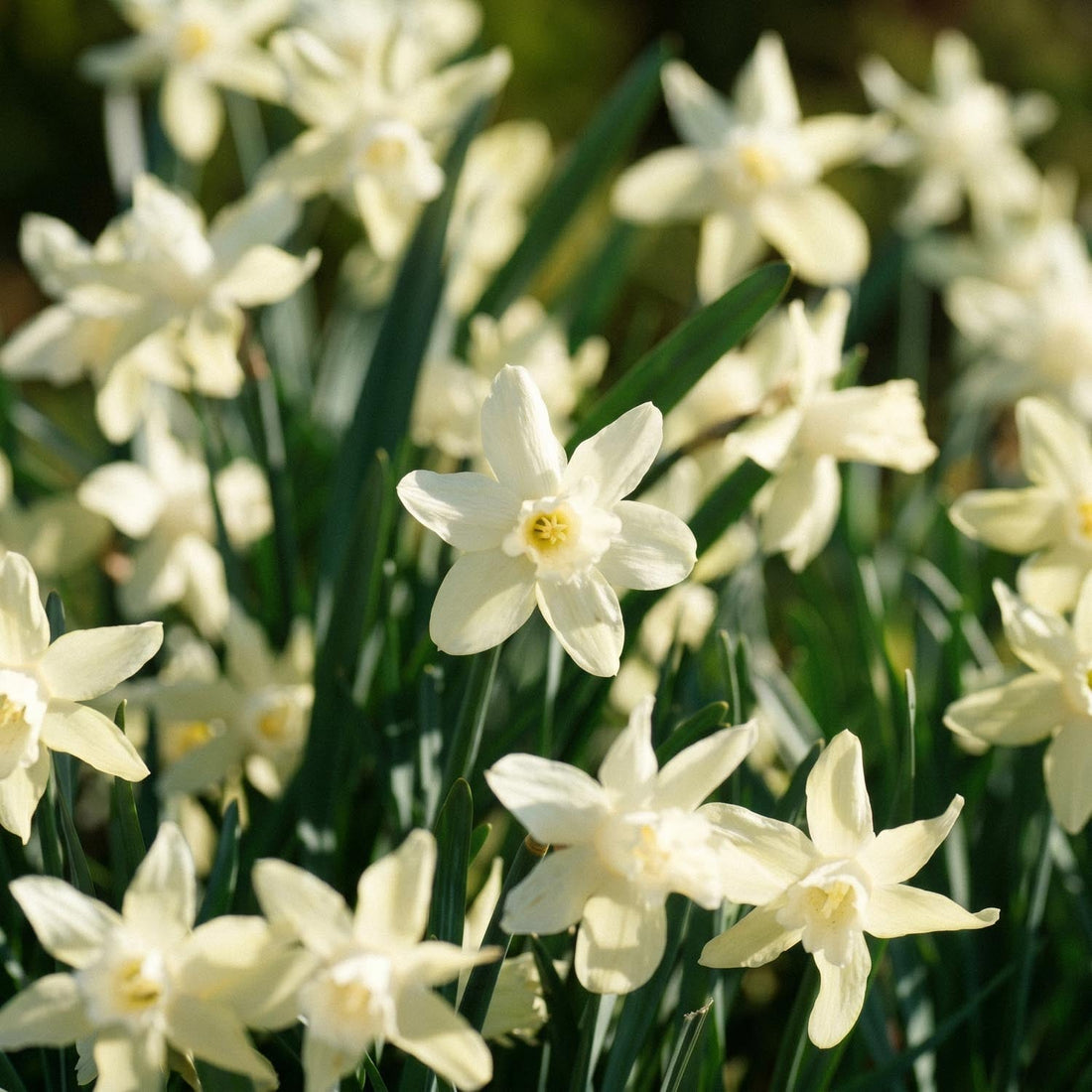 Narsissi, Narcissus 'Iwona'