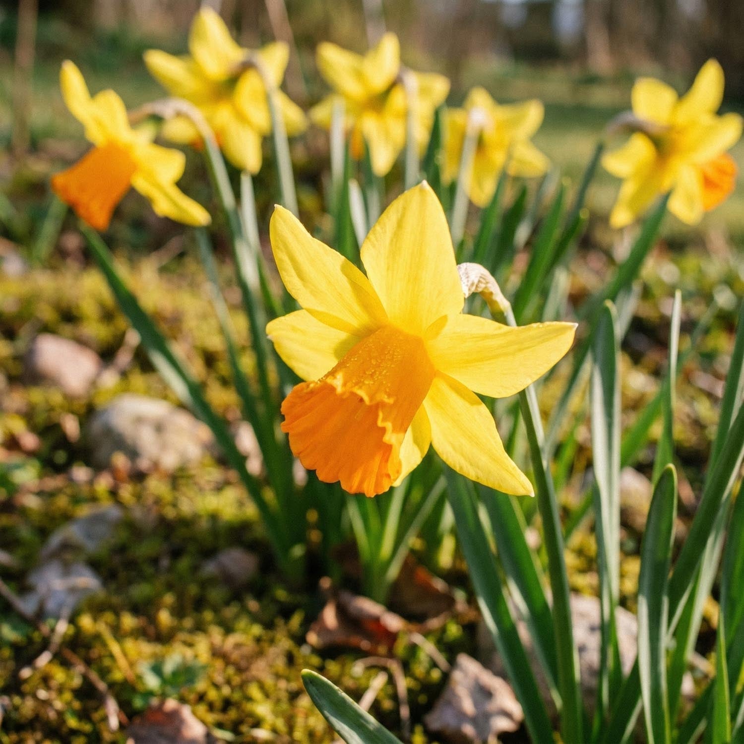 Narsissi, Narcissus 'Jetfire'