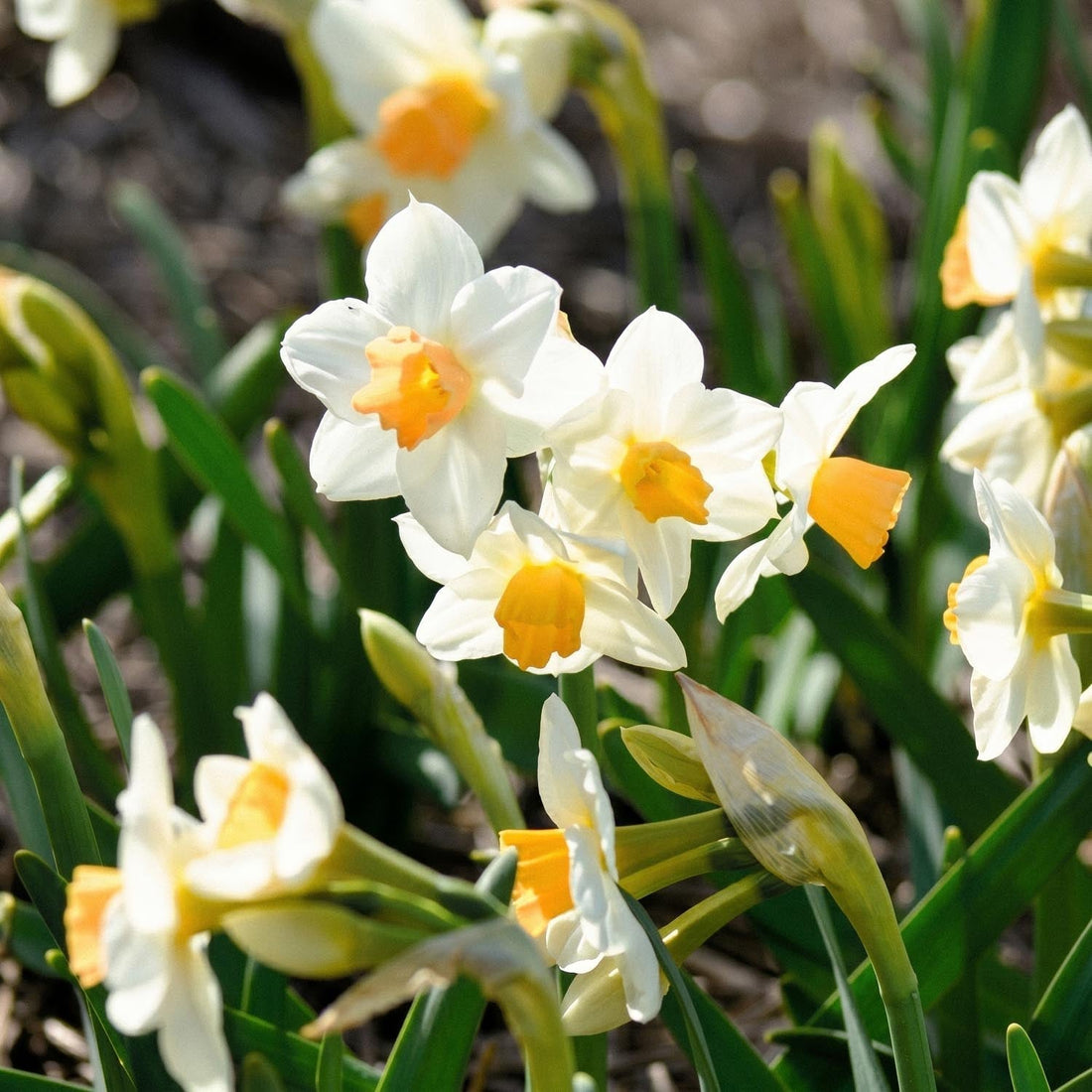 Narsissi, Narcissus 'Kapiti Peach'