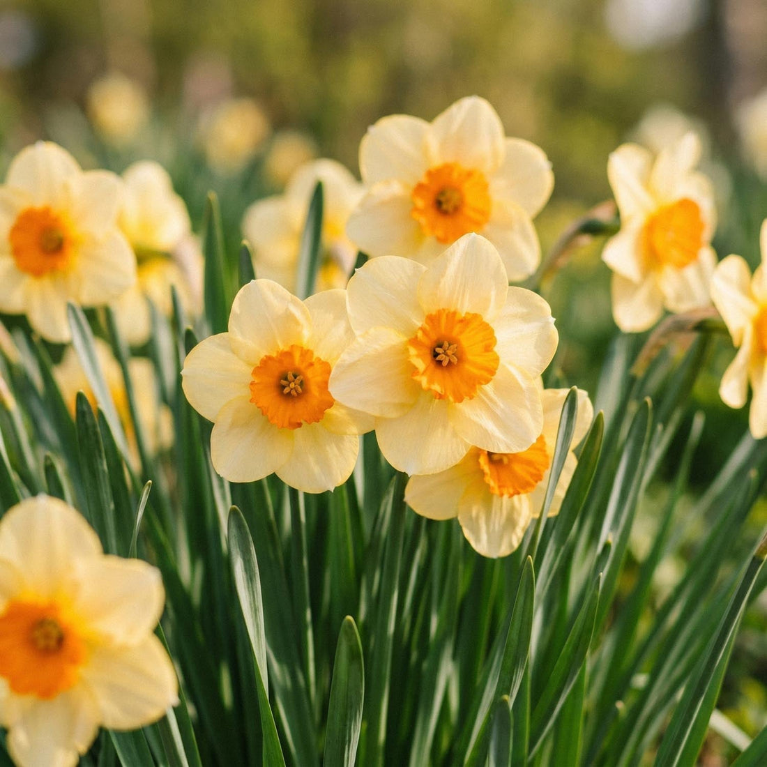 Narsissi, Narcissus 'Kedron'