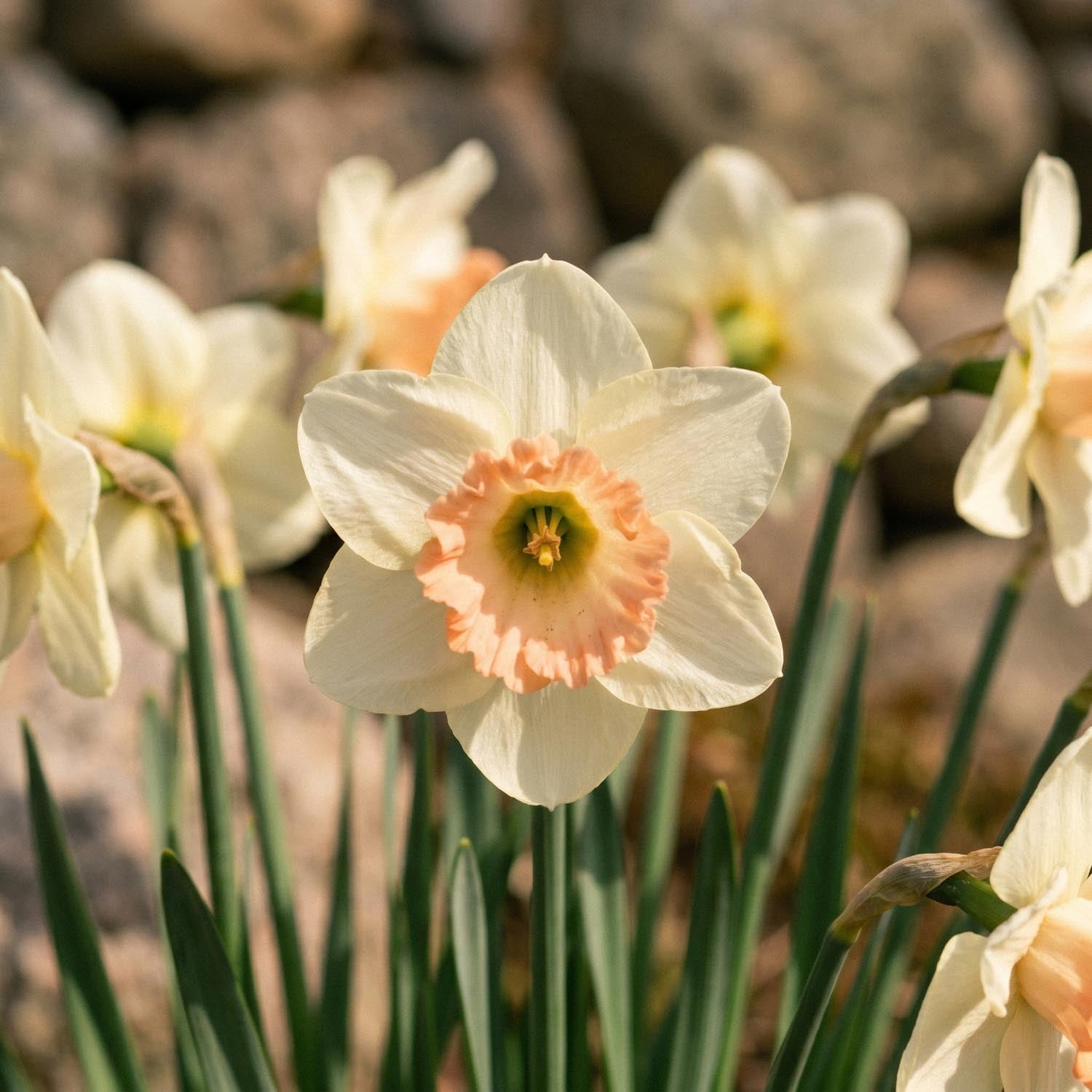 Narsissi, Narcissus 'Martha Stewart'