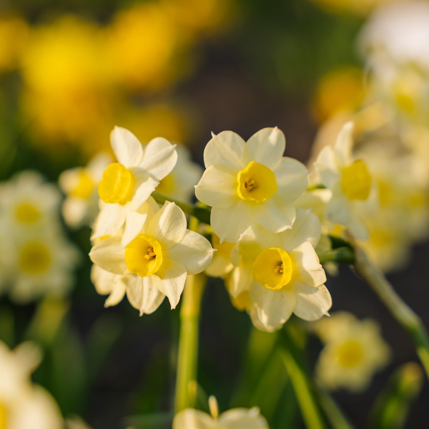Narsissi, Narcissus 'Minnow'