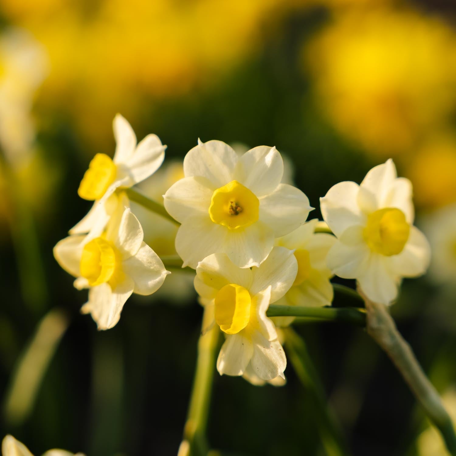 Narsissi, Narcissus 'Minnow'