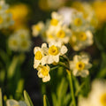 Narsissi, Narcissus 'Minnow'