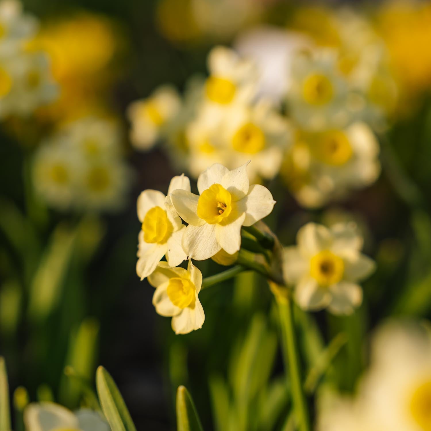 Narsissi, Narcissus 'Minnow'