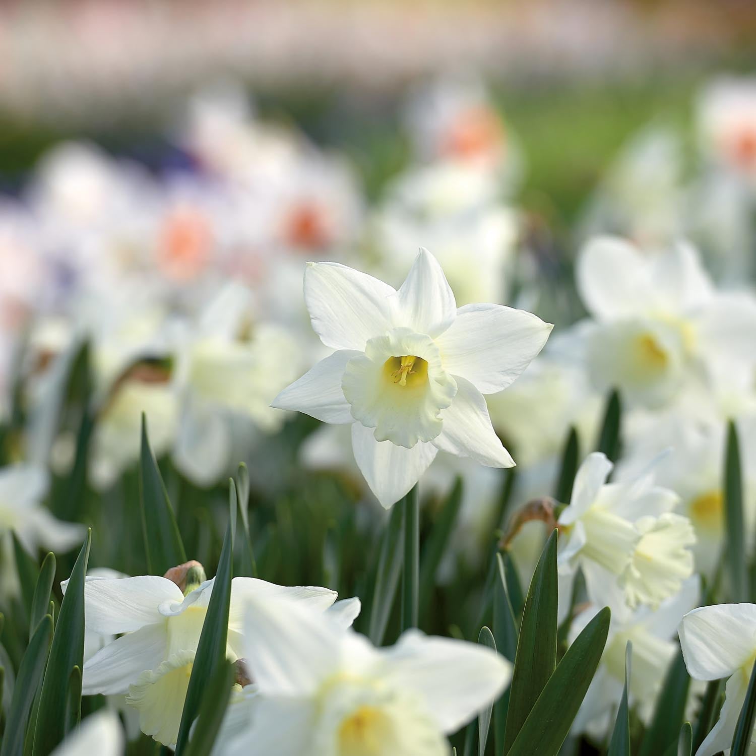 Narsissi, Narcissus 'Mount Hood'
