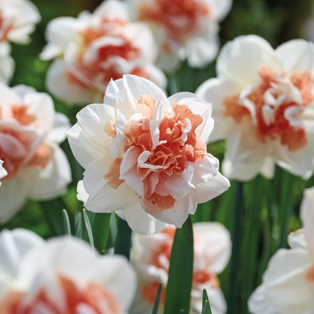 Narsissi, Narcissus 'My Story'