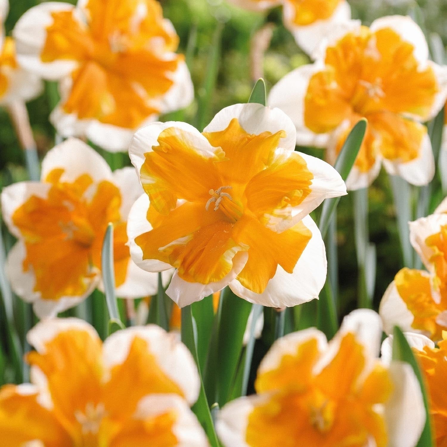 Narsissi, Narcissus 'Orangery'