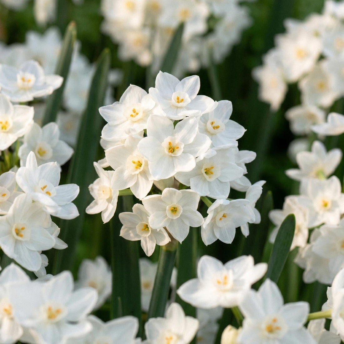 Narsissi, Narcissus 'Paperwhite Ziva'