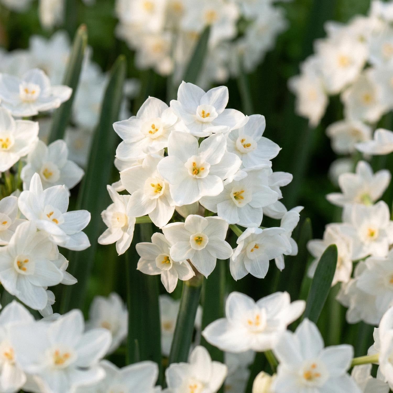 Narsissi, Narcissus 'Paperwhite Ziva'
