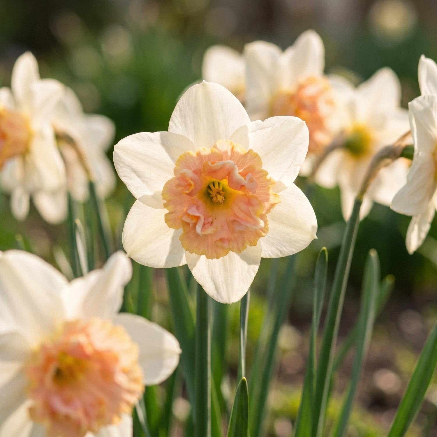 Narsissi, Narcissus 'Petit Four'