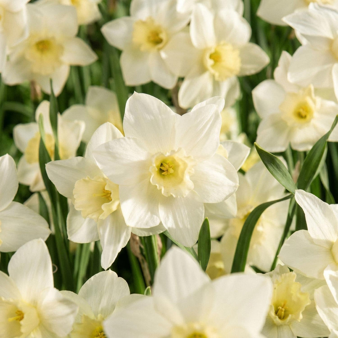 Narsissi, Narcissus 'Pueblo'