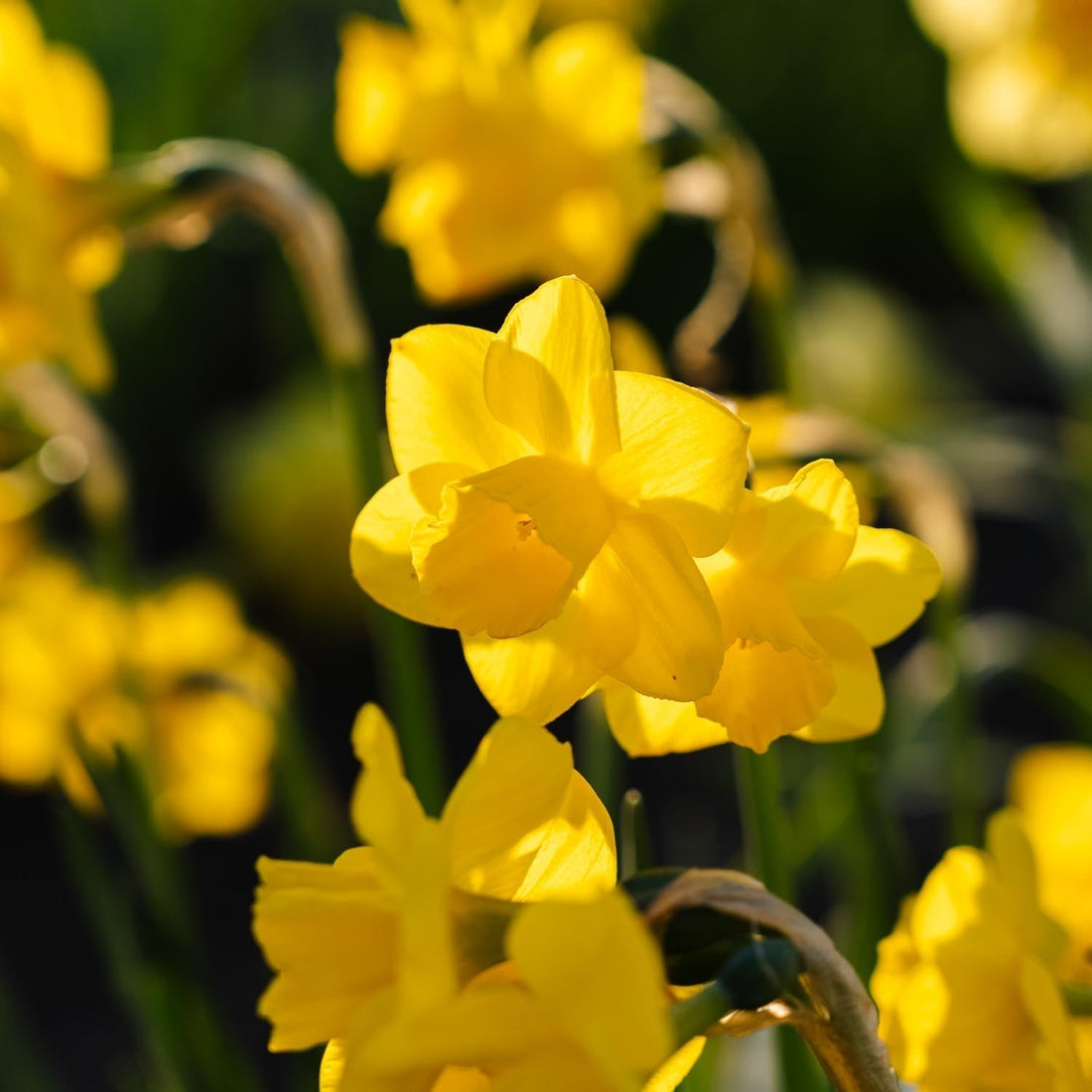 Narsissi, Narcissus 'Quail'
