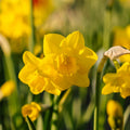 Narsissi, Narcissus 'Quail'