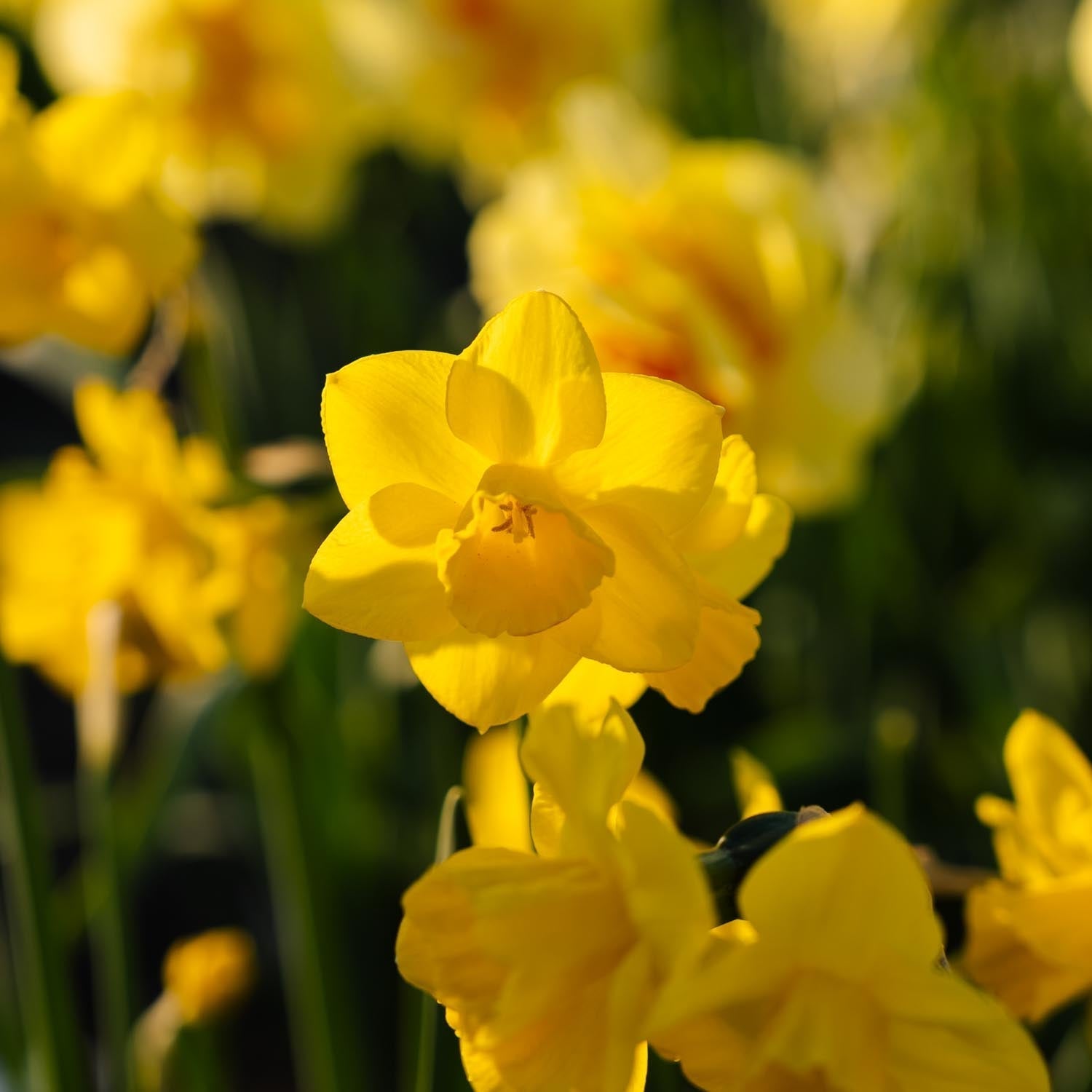 Narsissi, Narcissus 'Quail'